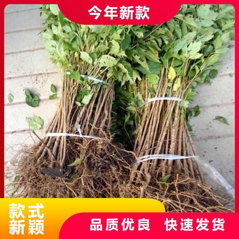 【杜梨杜梨苗發貨及時】本地服務商