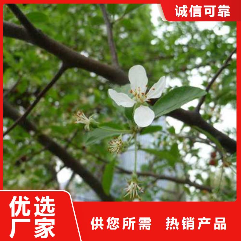 杜梨海棠苗用心做產品品質優選
