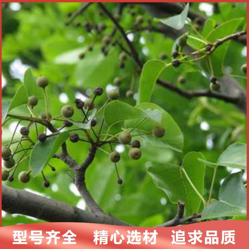 杜梨山桃苗原料層層篩選同城服務(wù)商