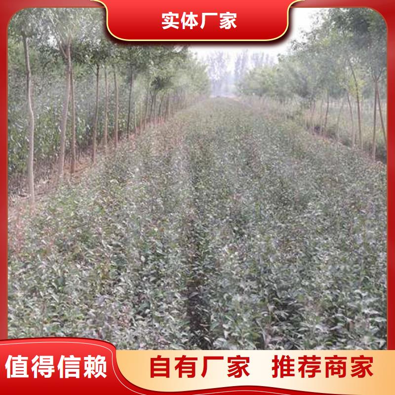 杜梨秋月梨樹苗根據要求定制現貨直發