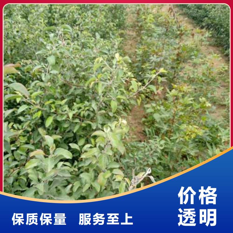 杜梨_梨樹苗現貨充足量大優惠設計制造銷售服務一體