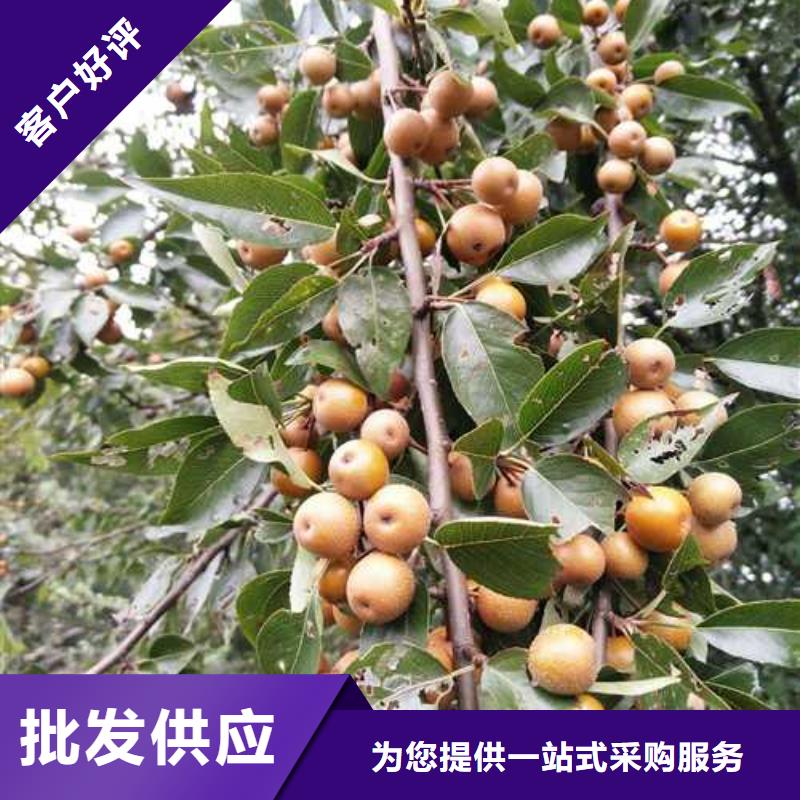 杜梨-瑞蟠101桃樹苗廠家直銷貨源足質量好