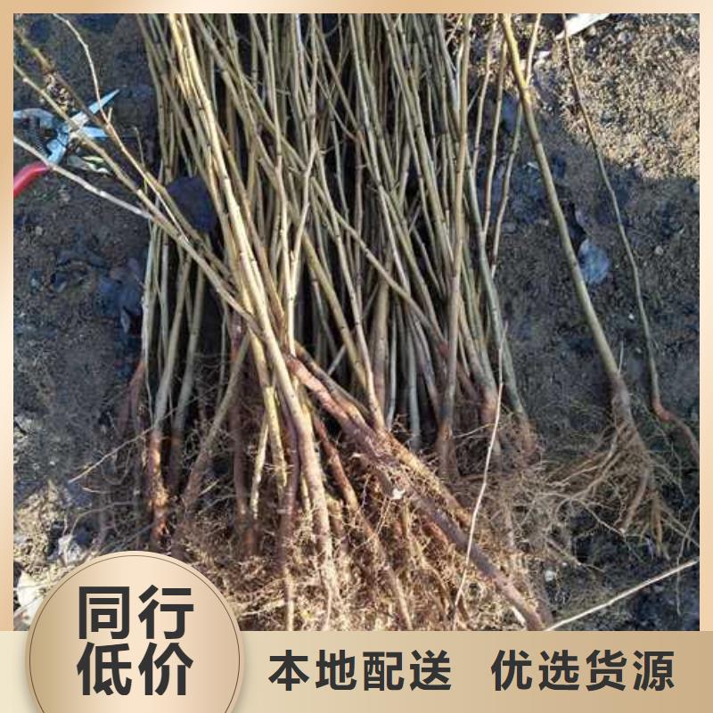 【杜梨山桃苗質量可靠】多種場景適用