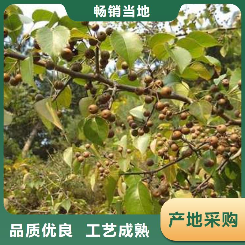 杜梨-黃冠梨樹苗極速發貨源頭直供