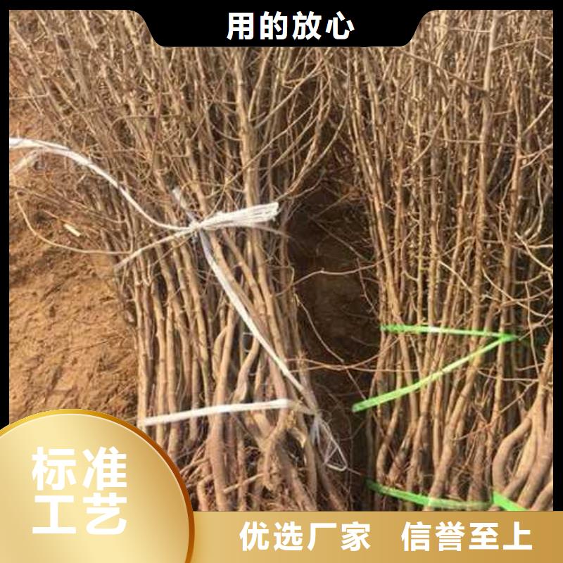 杜梨【紅香酥梨樹苗】常年供應貨源穩定
