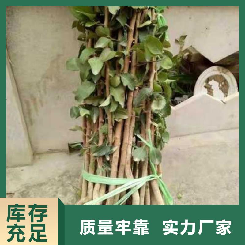 杜梨杜梨苗現(xiàn)貨采購(gòu)?fù)欠?wù)商