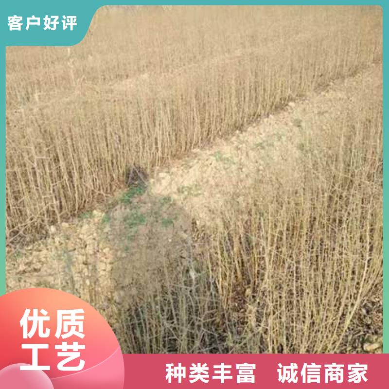 杜梨瑞蟠101桃樹苗產(chǎn)地工廠安裝簡單