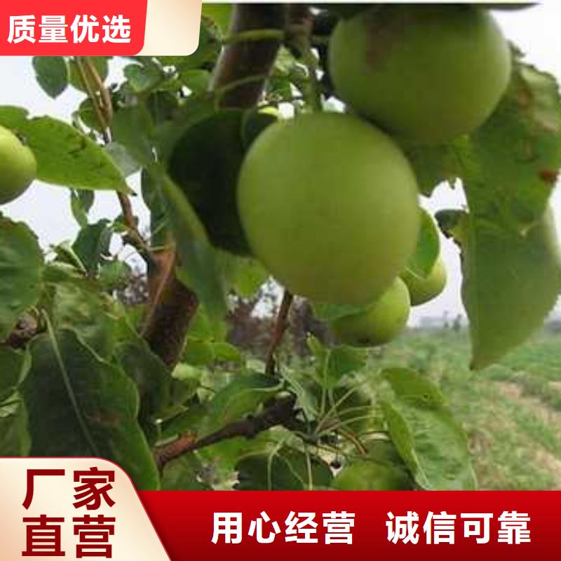 杜梨黃冠梨樹(shù)苗量大更優(yōu)惠海量現(xiàn)貨