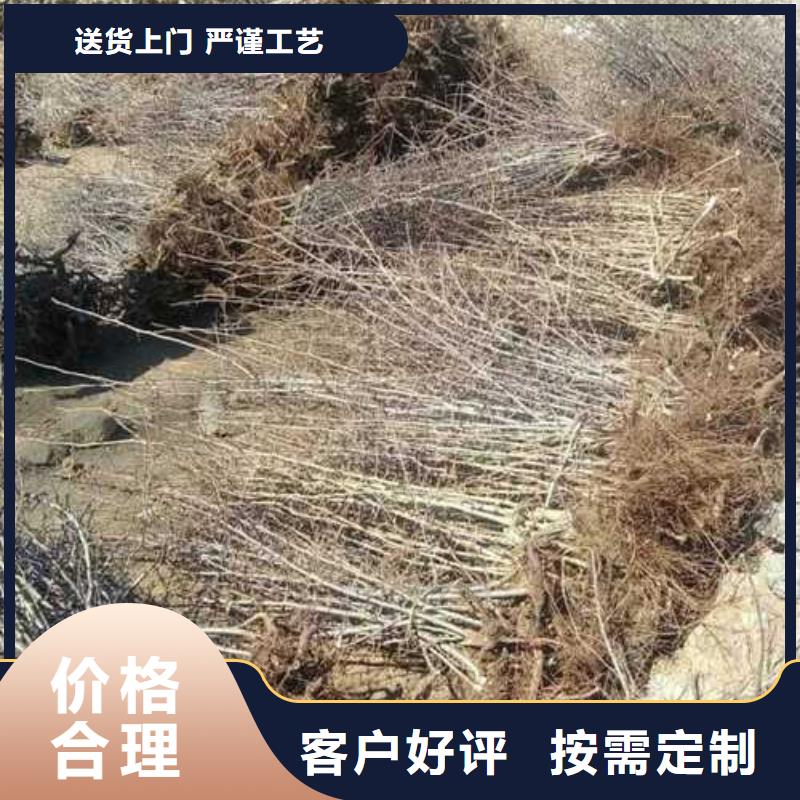 杜梨奧紅一號梨苗廠家直發同城服務商