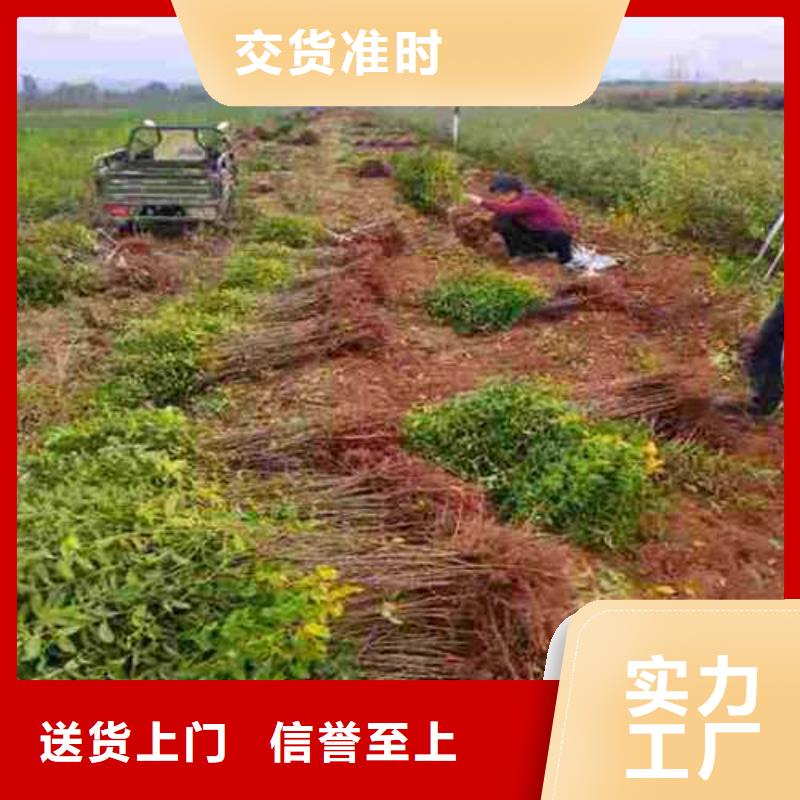 杜梨【海棠苗】為您精心挑選老品牌廠家