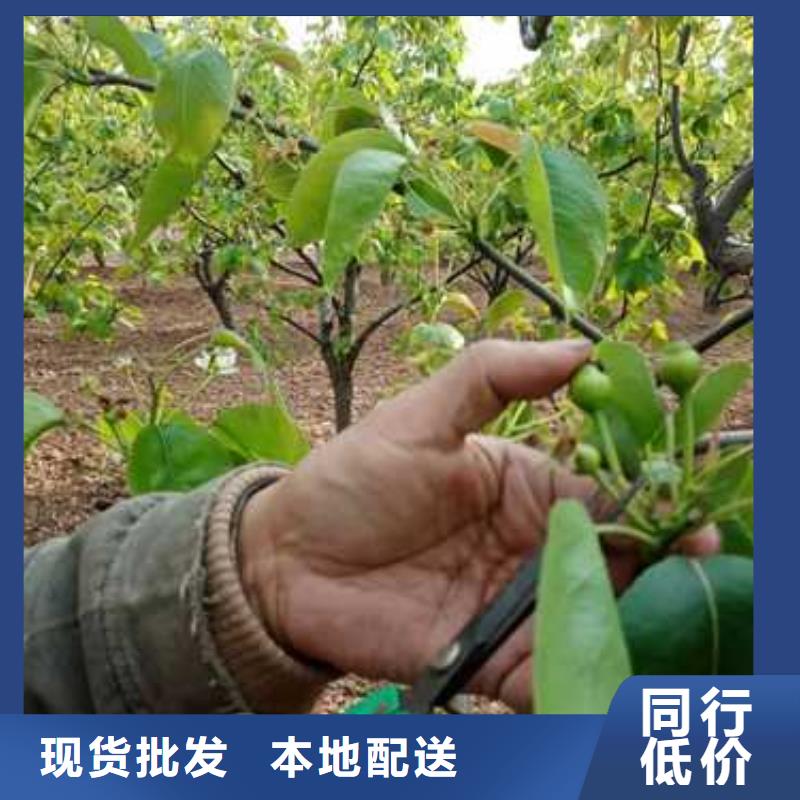 【杜梨】玉露香梨樹苗多種款式可隨心選擇本地公司