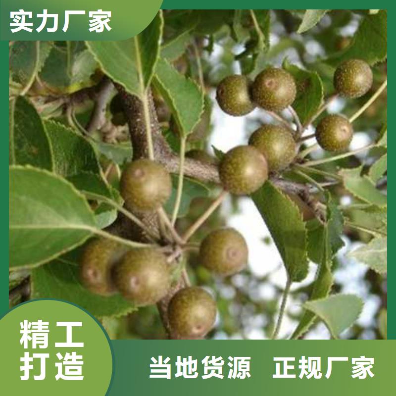 【杜梨】,新梨7號(hào)梨樹(shù)苗定制零售批發(fā)本地廠家