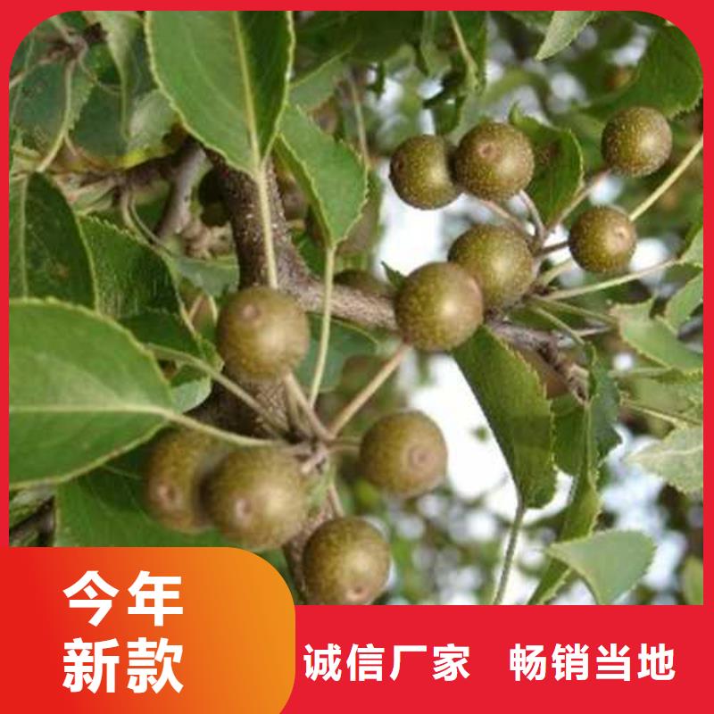 杜梨皇冠梨樹(shù)苗源頭廠家供應(yīng)當(dāng)日價(jià)格