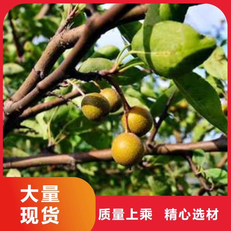 杜梨黃冠梨樹苗服務至上源廠直銷