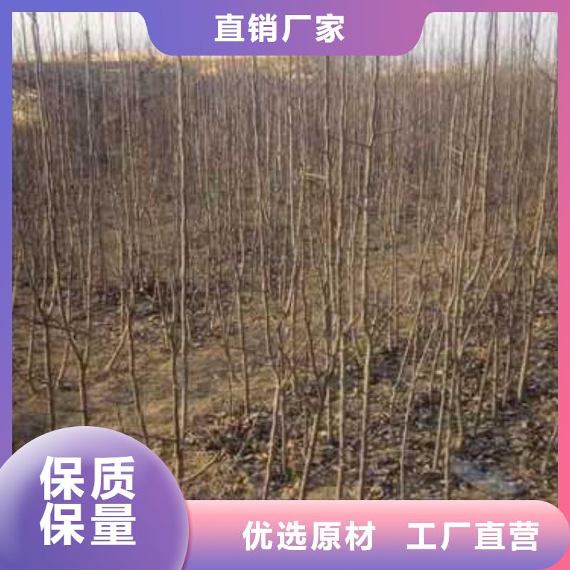 杜梨【奧紅一號梨苗】廠家十分靠譜常年出售