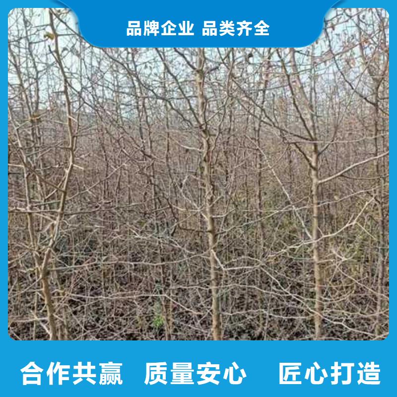 杜梨奧紅全紅梨樹苗您想要的我們都有優選貨源