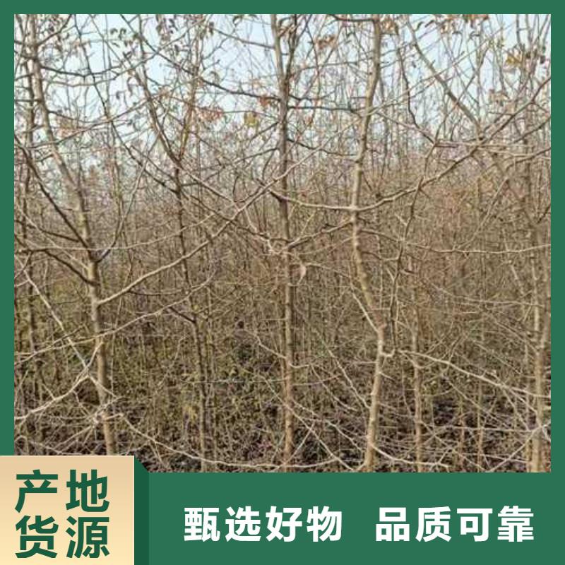 杜梨-黃冠梨樹苗采購無憂本地制造商