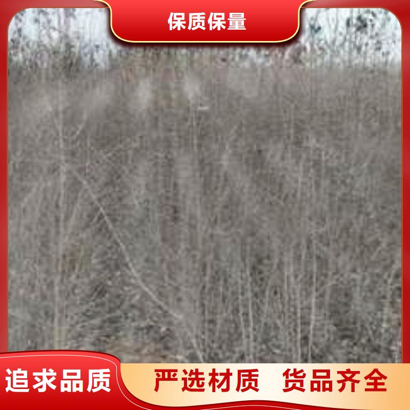 杜梨香酥梨樹苗工藝精細質保長久實力大廠家