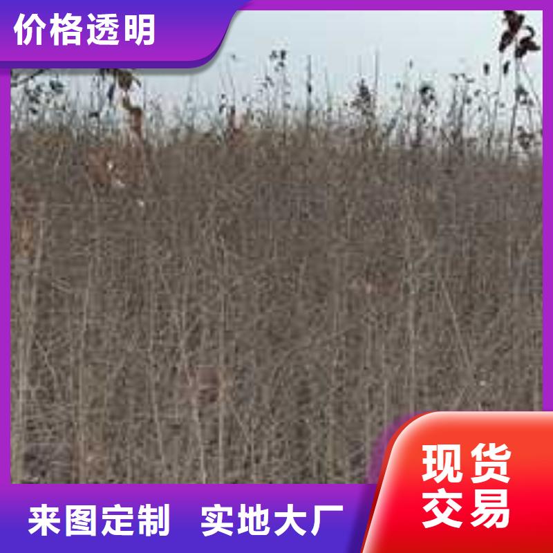 【杜梨瑞蟠101桃樹苗優選廠家】多行業適用