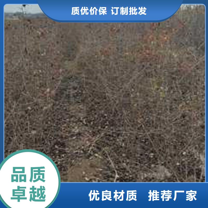杜梨秋月梨樹苗高性價比本地品牌