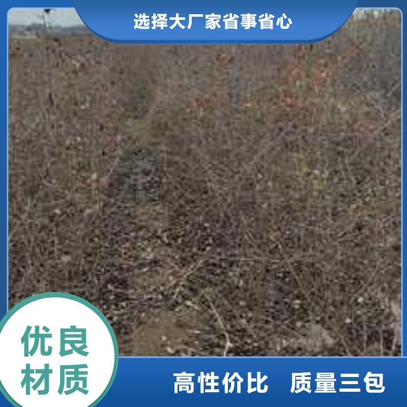 【杜梨】皇冠梨樹苗產地廠家直銷現貨直發