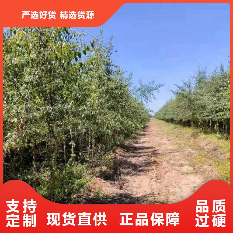 杜梨,奧紅一號(hào)梨苗多年行業(yè)經(jīng)驗(yàn)當(dāng)?shù)刎浽? ></div>
											<div   id=