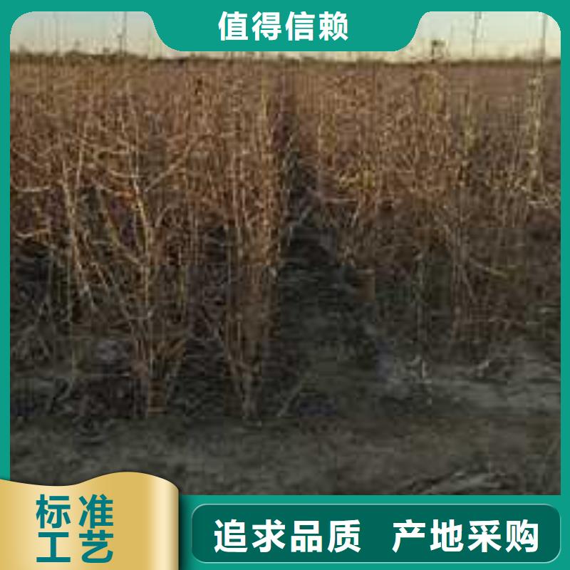 杜梨-毛桃苗實力優品同城生產商