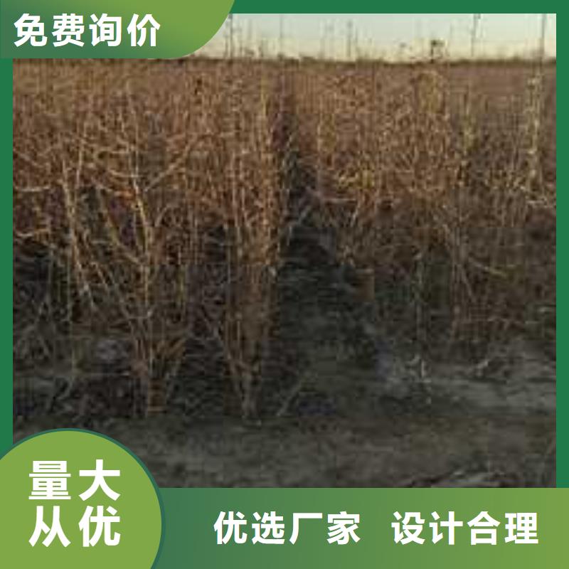 【杜梨_北京十四號(hào)桃樹(shù)苗常年出售】同城品牌