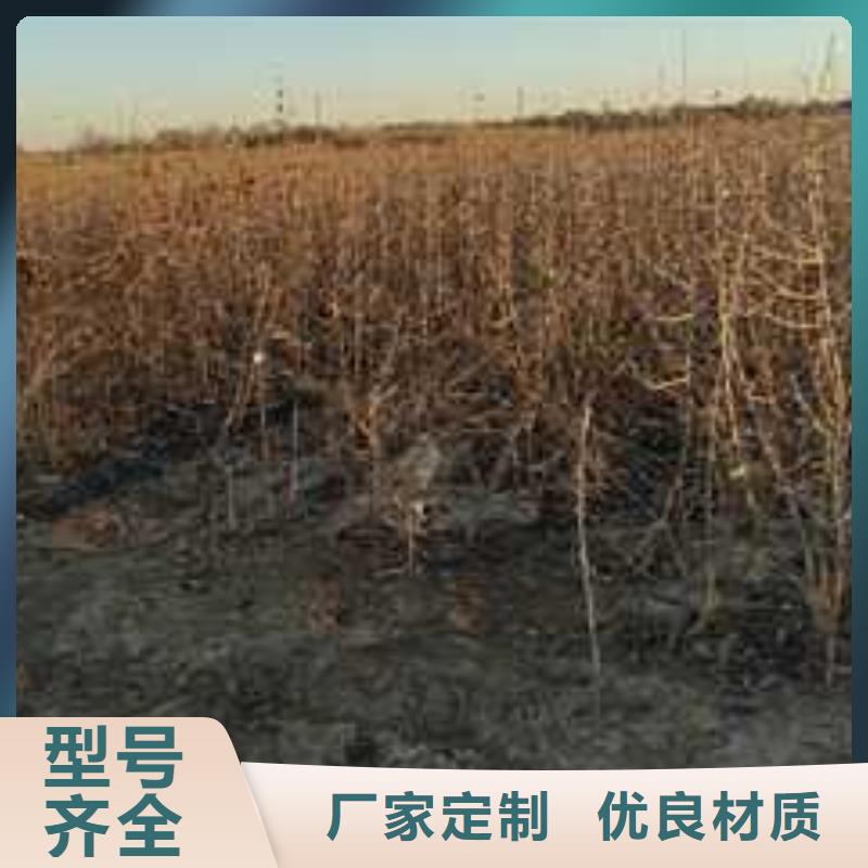 【杜梨】梨樹苗基地精工細致打造按需設計