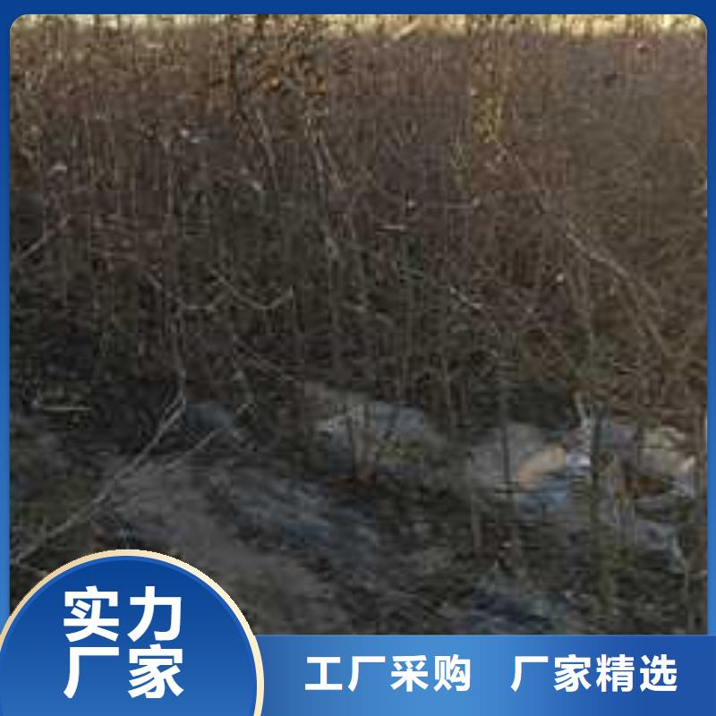 杜梨瑞蟠101桃樹苗多年行業(yè)經(jīng)驗(yàn)本地公司