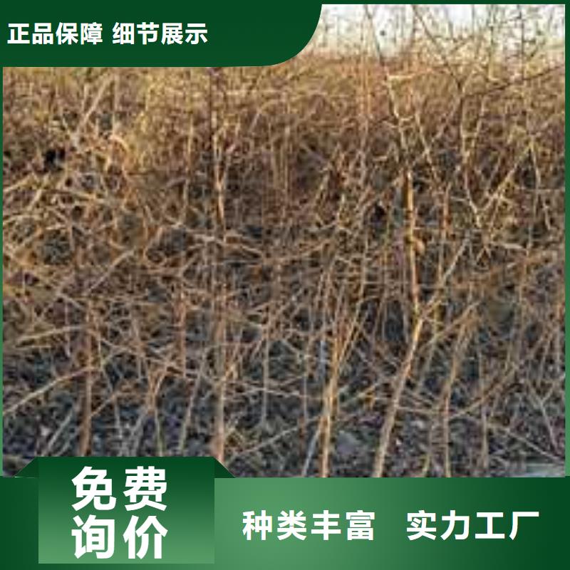 杜梨【瑞蟠101桃樹苗】專業品質本地供應商