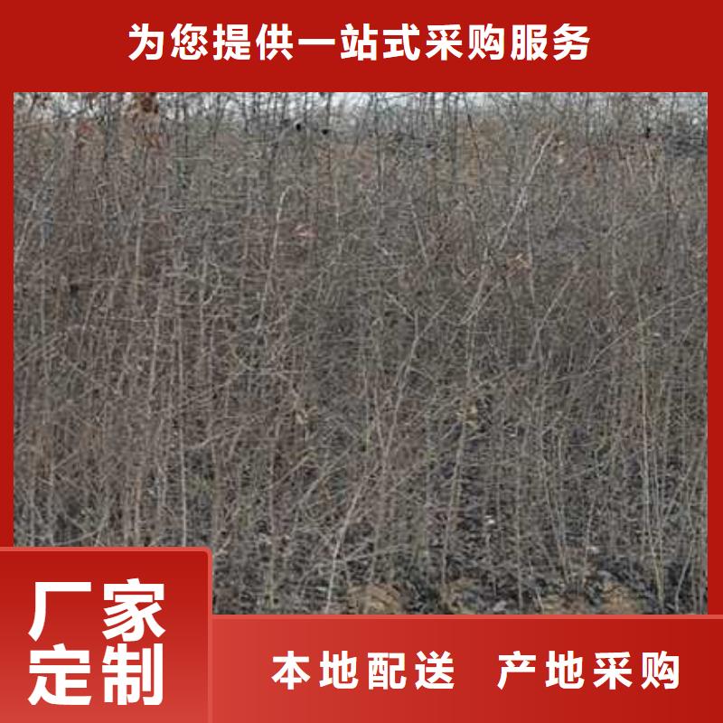 【杜梨】山桃苗專注細節更放心選擇大廠家省事省心