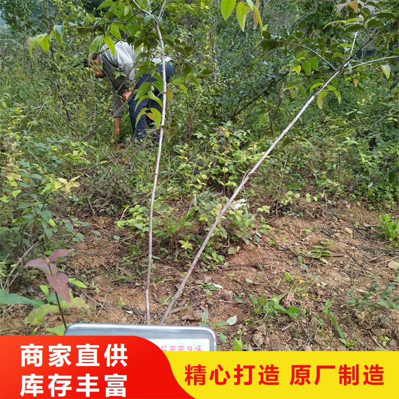 杈杷果瑪瑙紅石榴苗質(zhì)量牢靠本地生產(chǎn)商