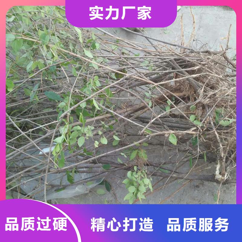 杈杷果瑪瑙紅石榴苗把實惠留給您誠信商家