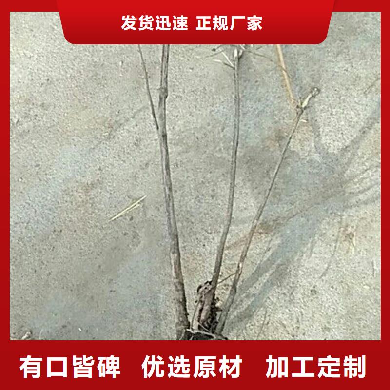 杈杷果,李樹苗廠家供應品牌企業