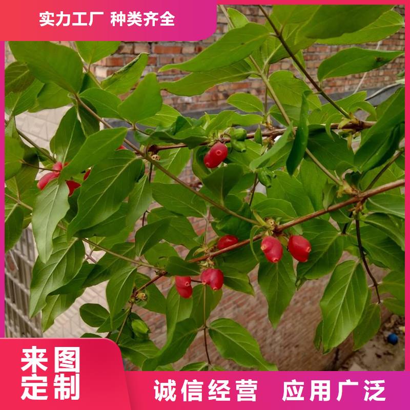 杈杷果【櫻桃苗】全新升級品質(zhì)保障不只是質(zhì)量好