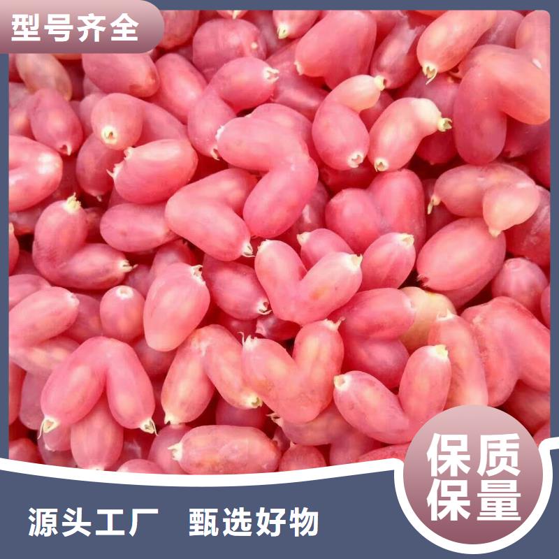 杈杷果,【桃樹苗】支持拿樣當地品牌