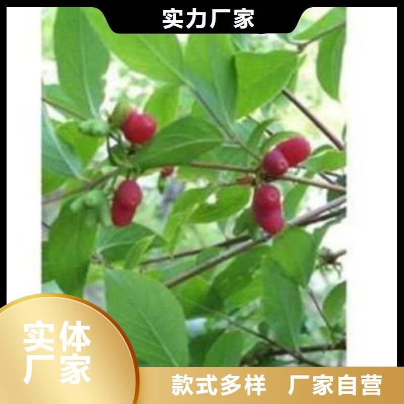 杈杷果,櫻桃苗定制不額外收費廠家現貨供應