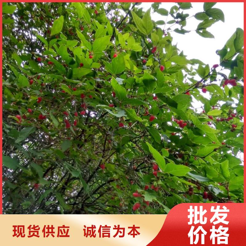 【杈杷果-瑪瑙紅石榴苗質量優價格低】本地供應商