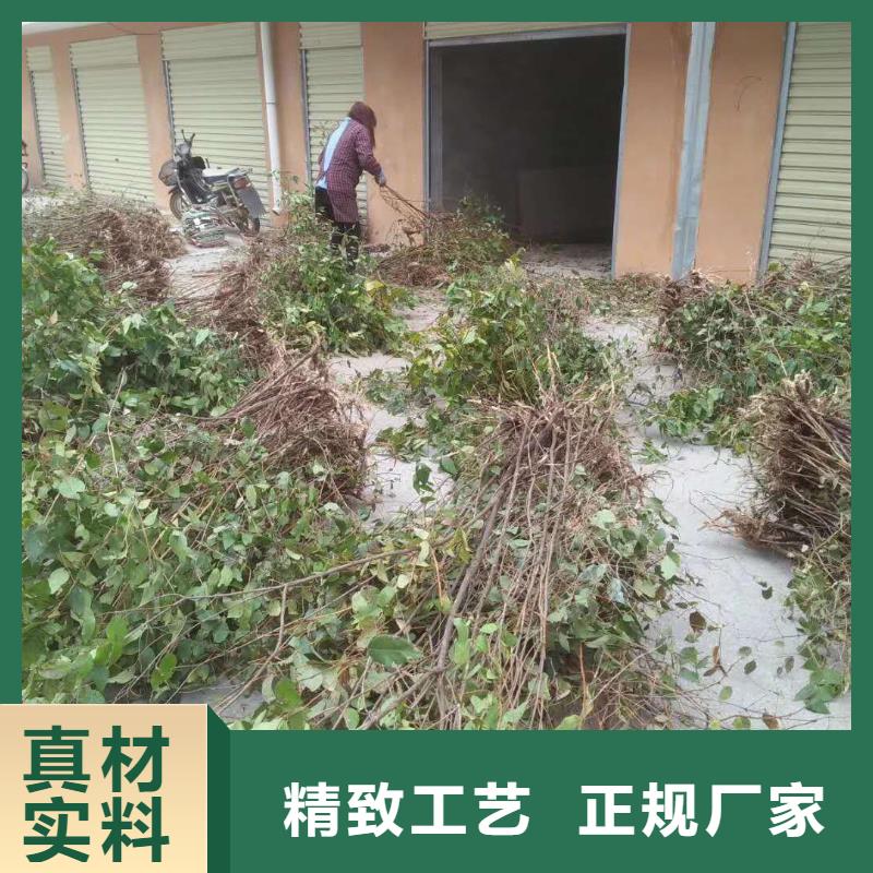 杈杷果西瓜苗支持大小批量采購(gòu)本地經(jīng)銷商