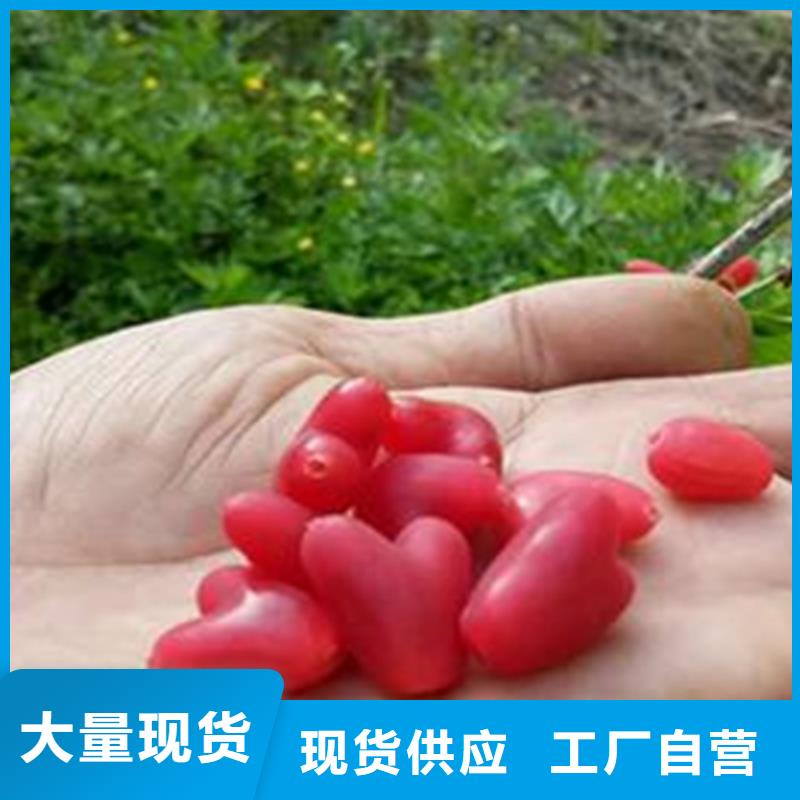 【杈杷果_葡萄苗貨源直銷】老客戶鐘愛