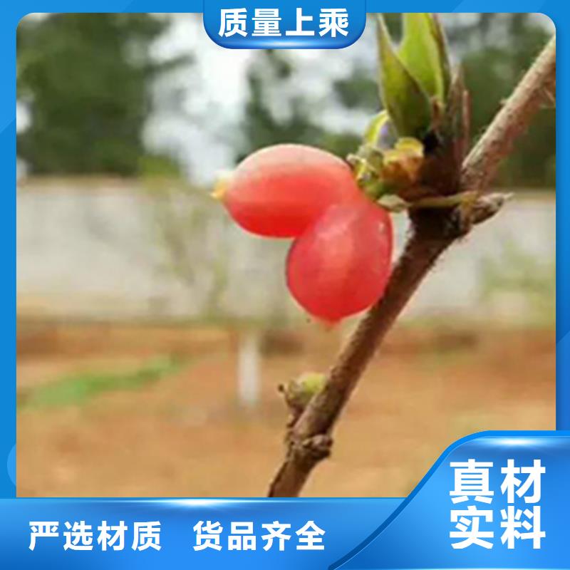 杈杷果蘋果苗來圖定制本地廠家