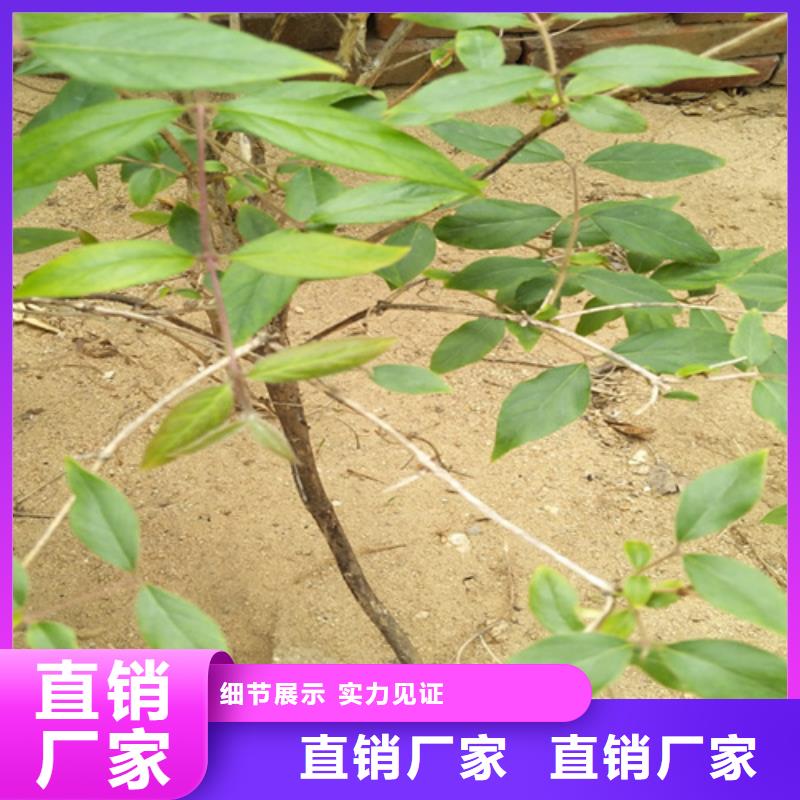 杈杷果櫻桃苗常年供應本地貨源