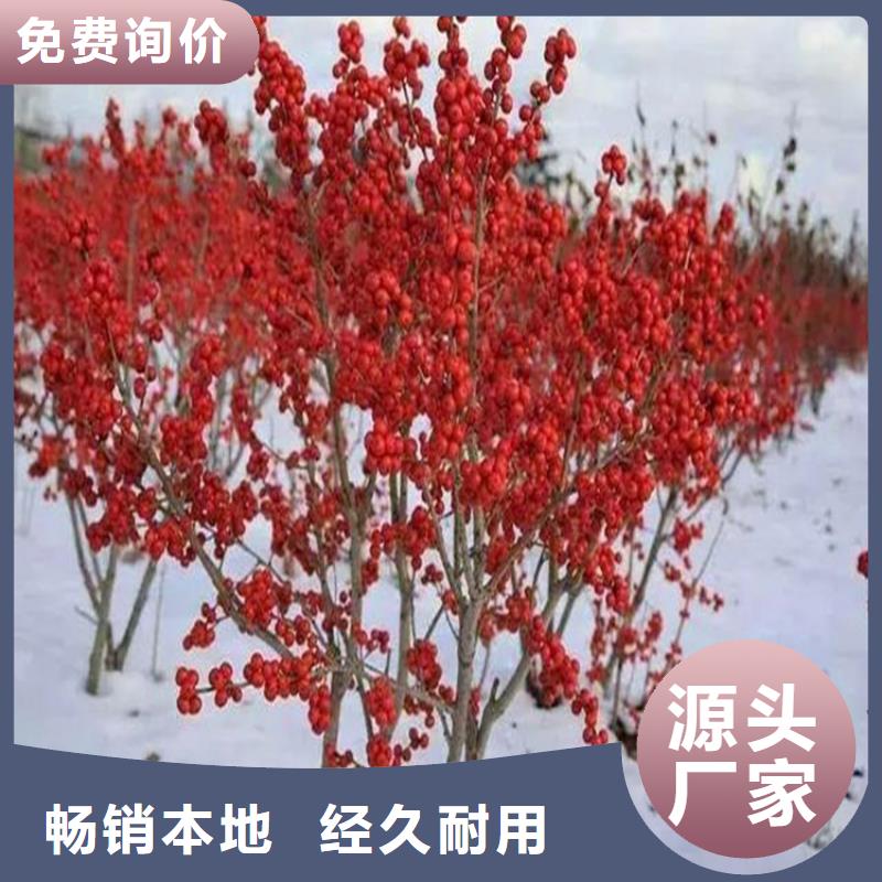 北美冬青【梨樹苗】用心做品質(zhì)庫(kù)存豐富