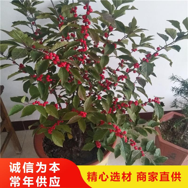 北美冬青【櫻桃苗】通過檢測實拍展現(xiàn)