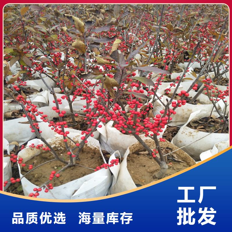 北美冬青無花果苗當地貨源廠家直銷值得選擇