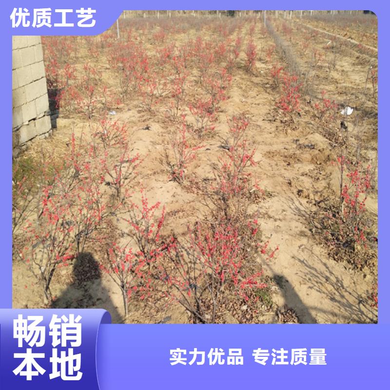 北美冬青石榴樹實(shí)拍品質(zhì)保障產(chǎn)品性能