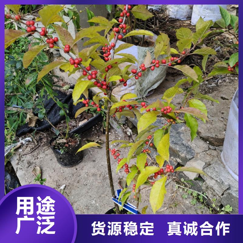 北美冬青【蘋果苗】產品性能本地服務商