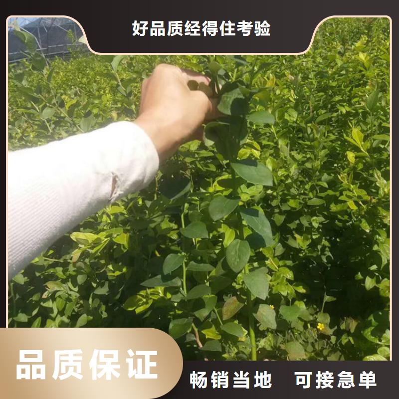藍(lán)莓苗北美冬青嚴(yán)格把控質(zhì)量可定制有保障