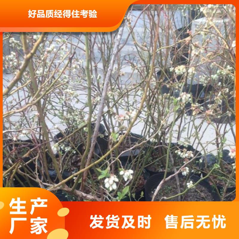 蓝莓苗苹果苗高标准高品质本地品牌